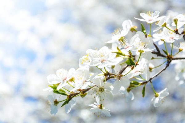 Le printemps à Marbella